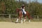 Annuncio cavallo