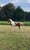 Annonce cheval