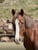 Horse ad
