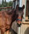 Horse ad