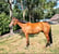 Anuncio de caballos