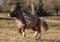 Horse ad