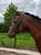 Horse ad