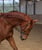 Horse ad