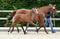 Annonce cheval