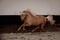 Horse ad
