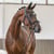 Annuncio cavallo