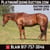 Horse ad