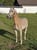 Annonce cheval