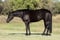 Annonce cheval