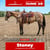 Horse ad