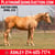 Horse ad