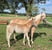 Horse ad