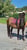 Annuncio cavallo