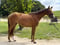 Annuncio cavallo