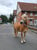 Annuncio cavallo