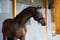 Annuncio cavallo