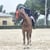 Anuncio de caballos