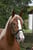 Horse ad