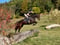 Annuncio cavallo