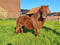 Horse ad
