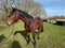 Annuncio cavallo