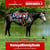 Horse ad