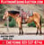 Horse ad