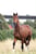 Anuncio de caballos