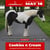 Annuncio cavallo