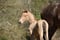 Annuncio cavallo