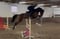 Annuncio cavallo