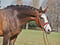 Horse ad