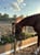Horse ad