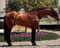 Horse ad