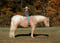 Horse ad