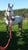 Horse ad