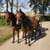 Horse ad