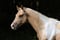 Horse ad