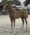 Horse ad