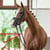 Annuncio cavallo
