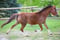 Horse ad