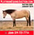 Horse ad