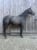 Horse ad