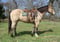Horse ad
