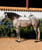 Anuncio de caballos