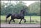 Horse ad