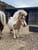 Annuncio cavallo