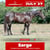 Annonce cheval