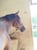 Horse ad